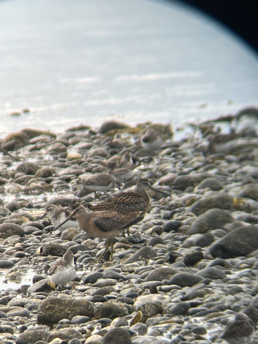 Short-billed Dowitcher - Avery Fish