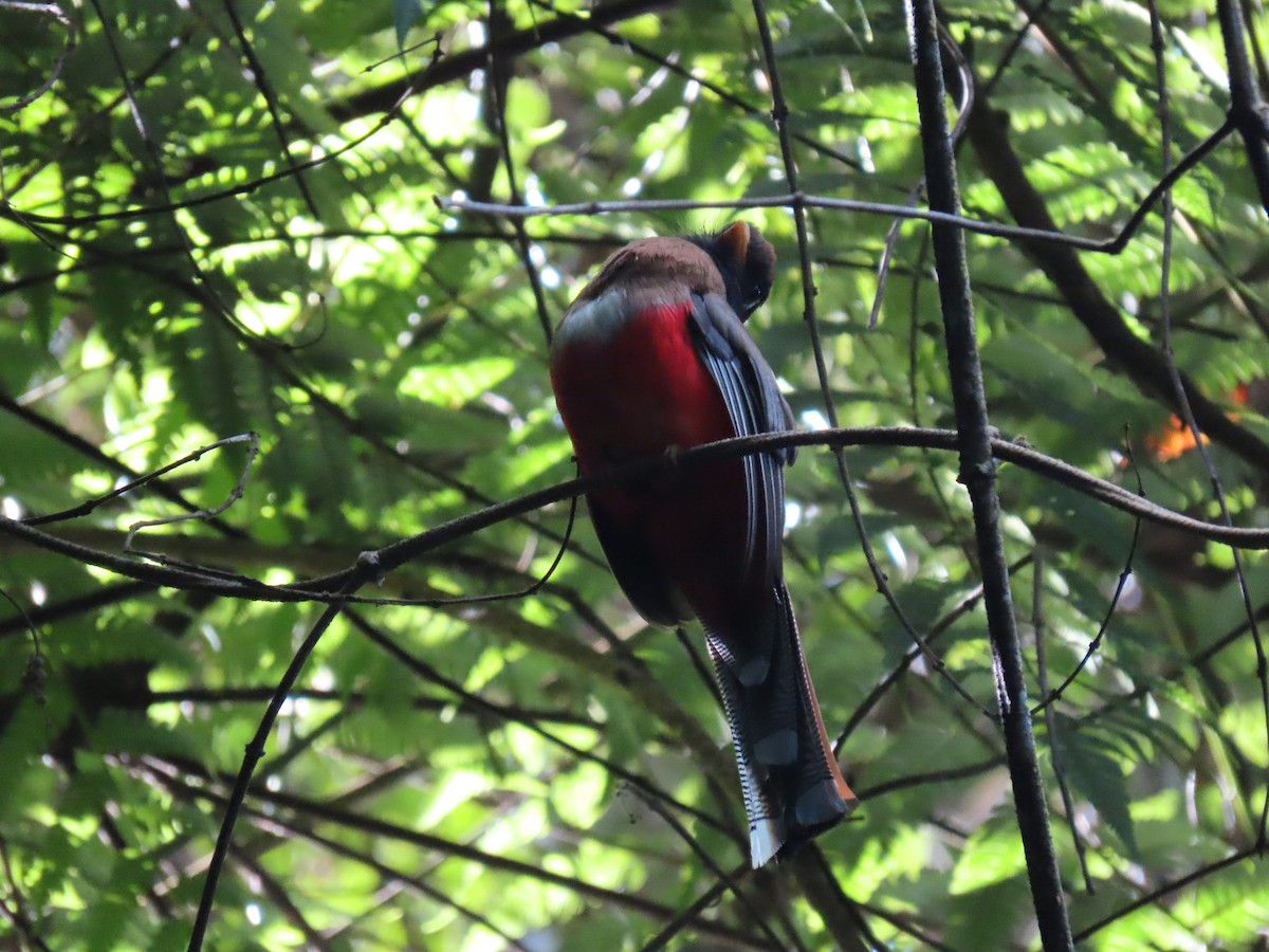 Trogon masqué - ML472852621