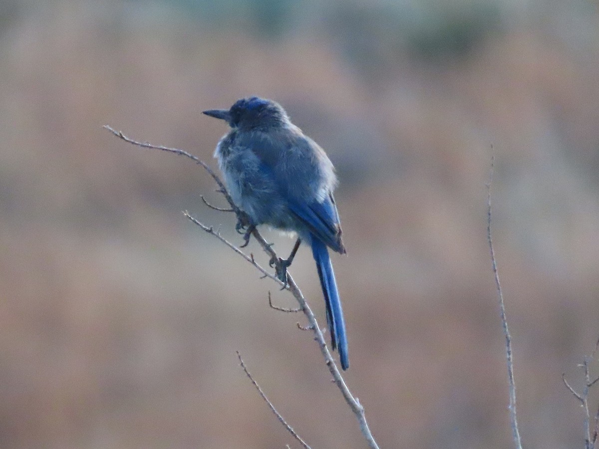 jay sp. - ML472852921