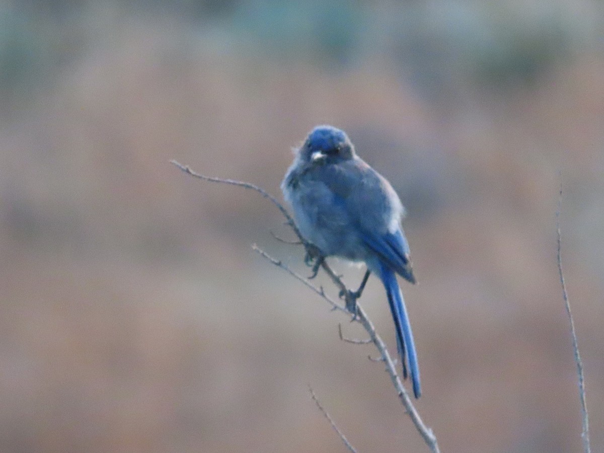 jay sp. - ML472852931