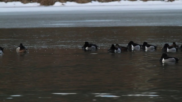 Ring-necked Duck - ML472853