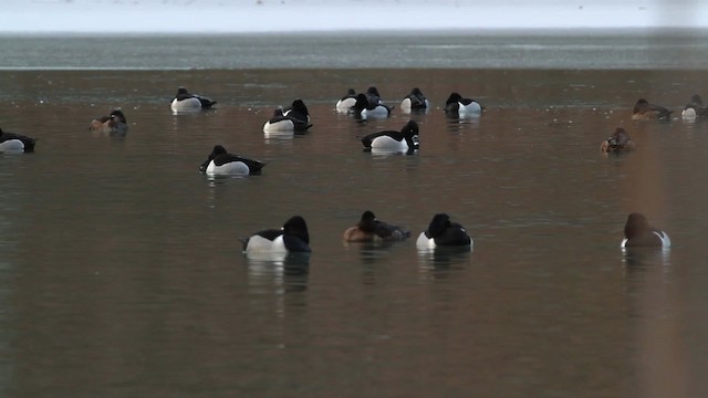 Murgilari lepokoduna - ML472854