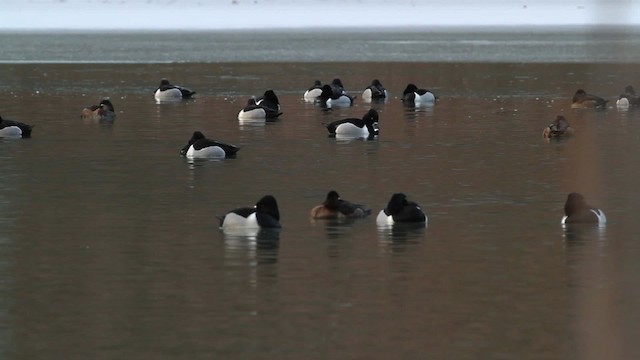 Ring-necked Duck - ML472854