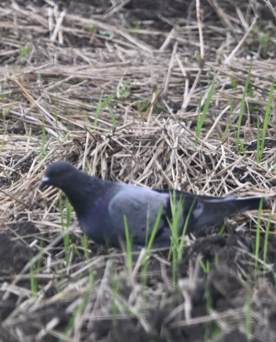 Rock Pigeon (Feral Pigeon) - ML472854491