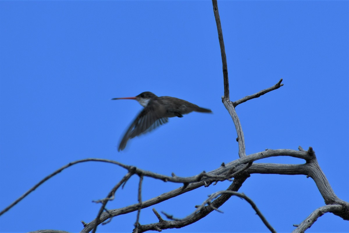 Mor Alınlı Kolibri - ML472855641