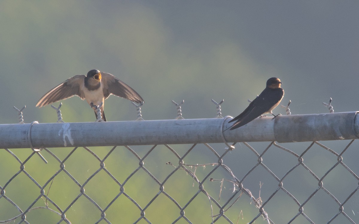 Barn Swallow - ML472855911