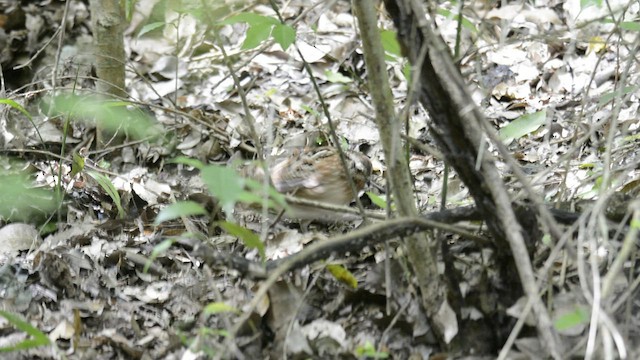 Singing Quail - ML472855971