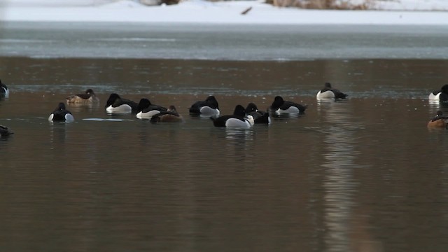 Ring-necked Duck - ML472856