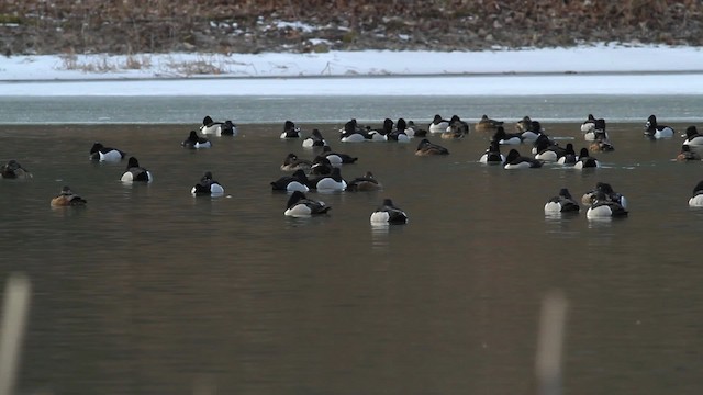 Ring-necked Duck - ML472857