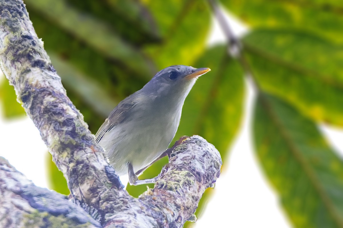 Mosquitero de Numfor - ML472857911