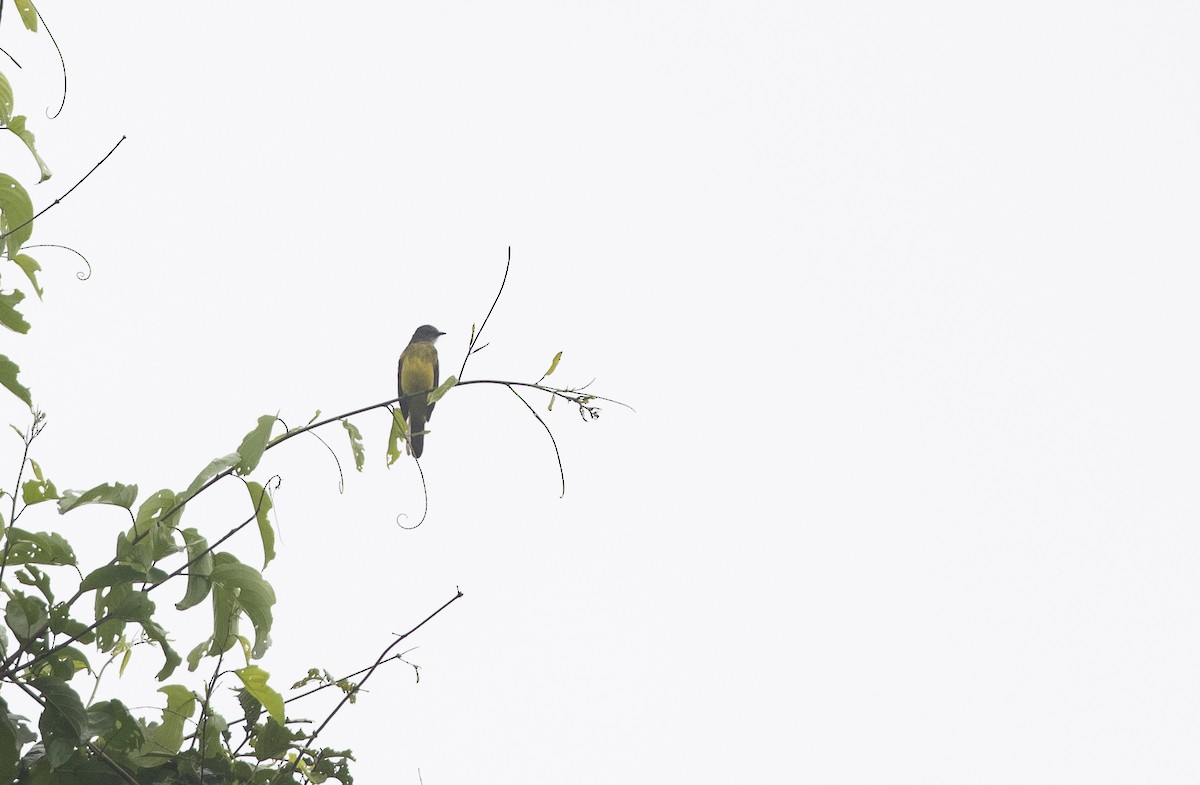 Dusky-chested Flycatcher - ML472857951