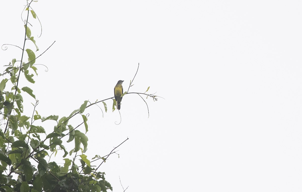 Dusky-chested Flycatcher - ML472857961