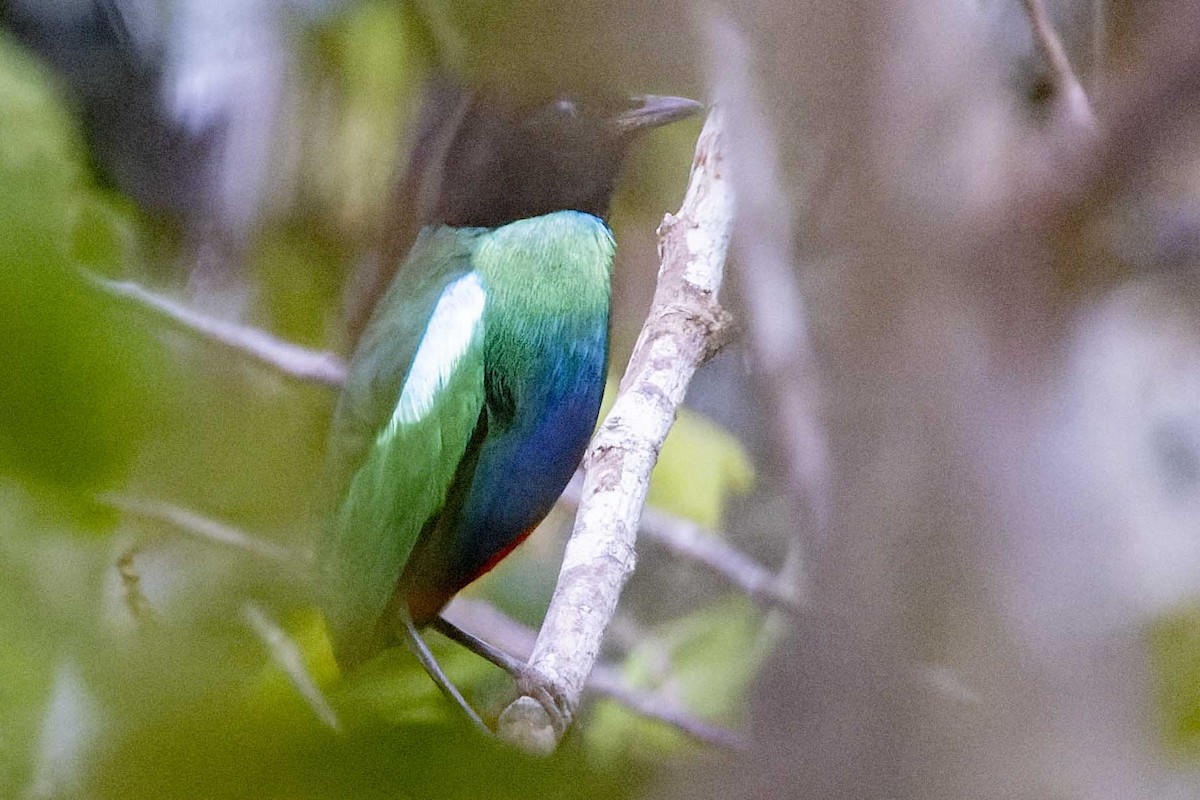 Eastern Hooded Pitta - Bradley Hacker 🦜