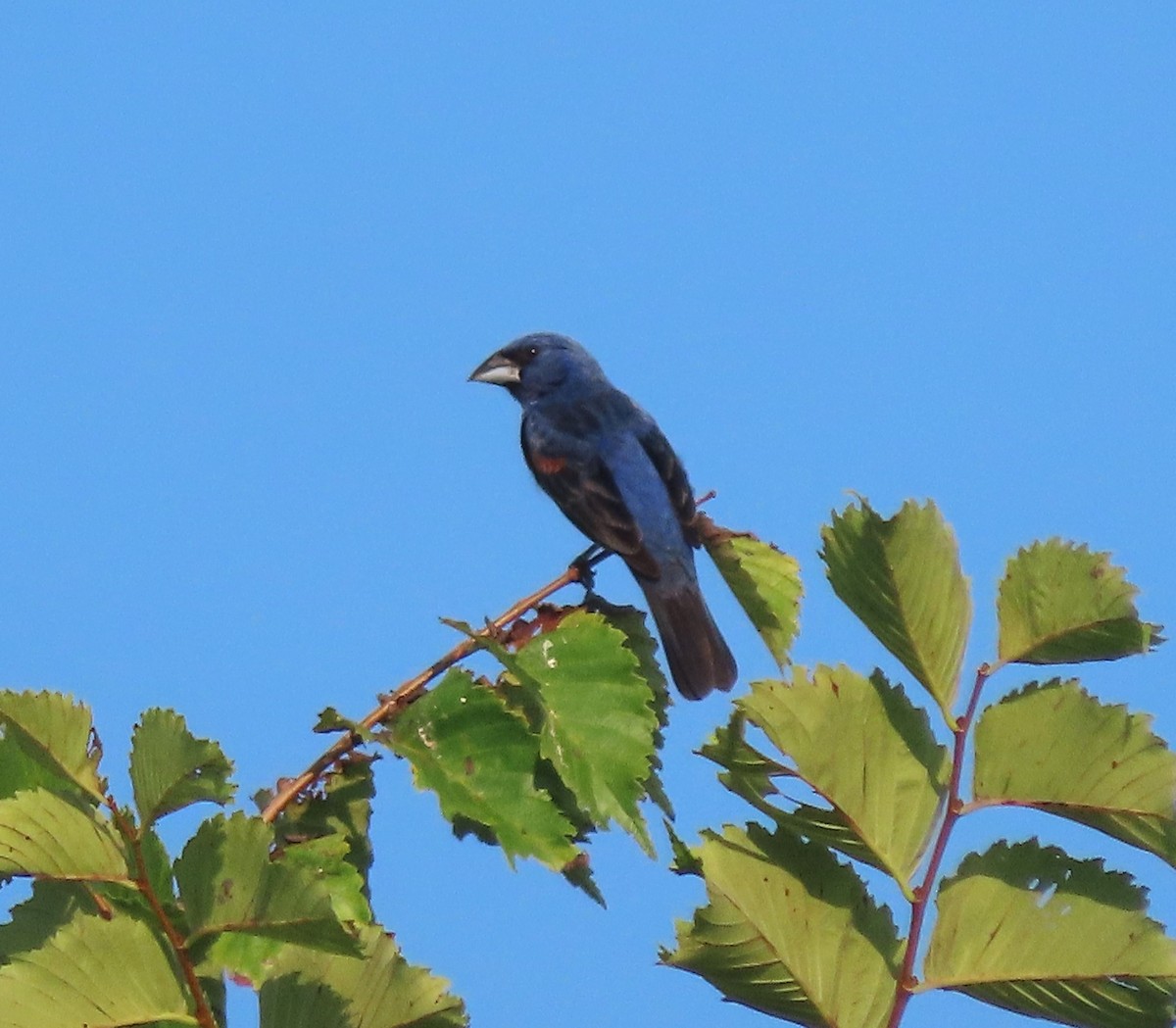 Blue Grosbeak - ML472858801