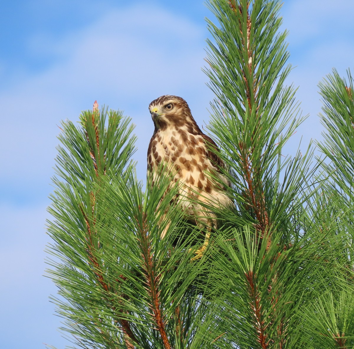 Red-shouldered Hawk - ML472858971