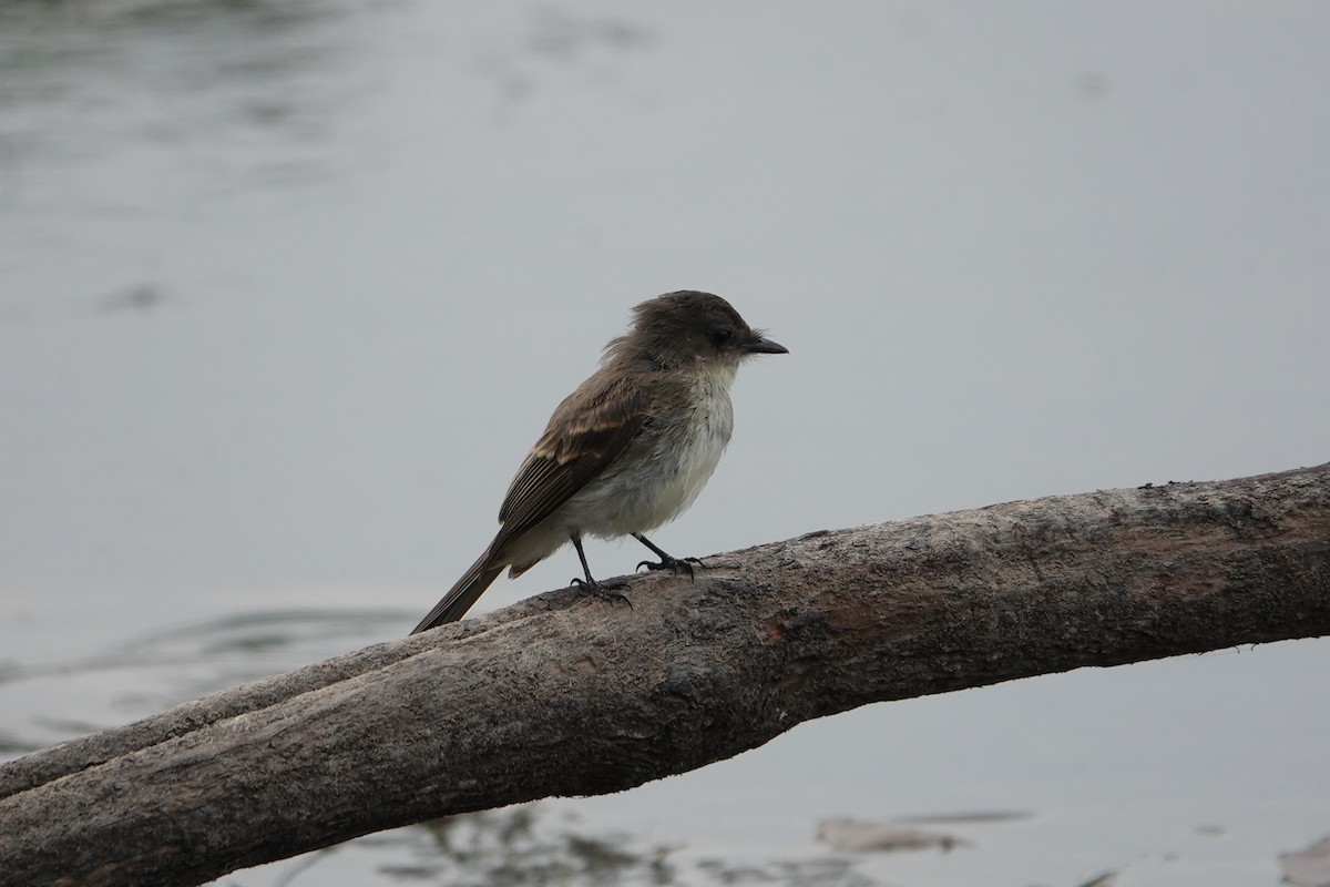 Eastern Phoebe - ML472859301