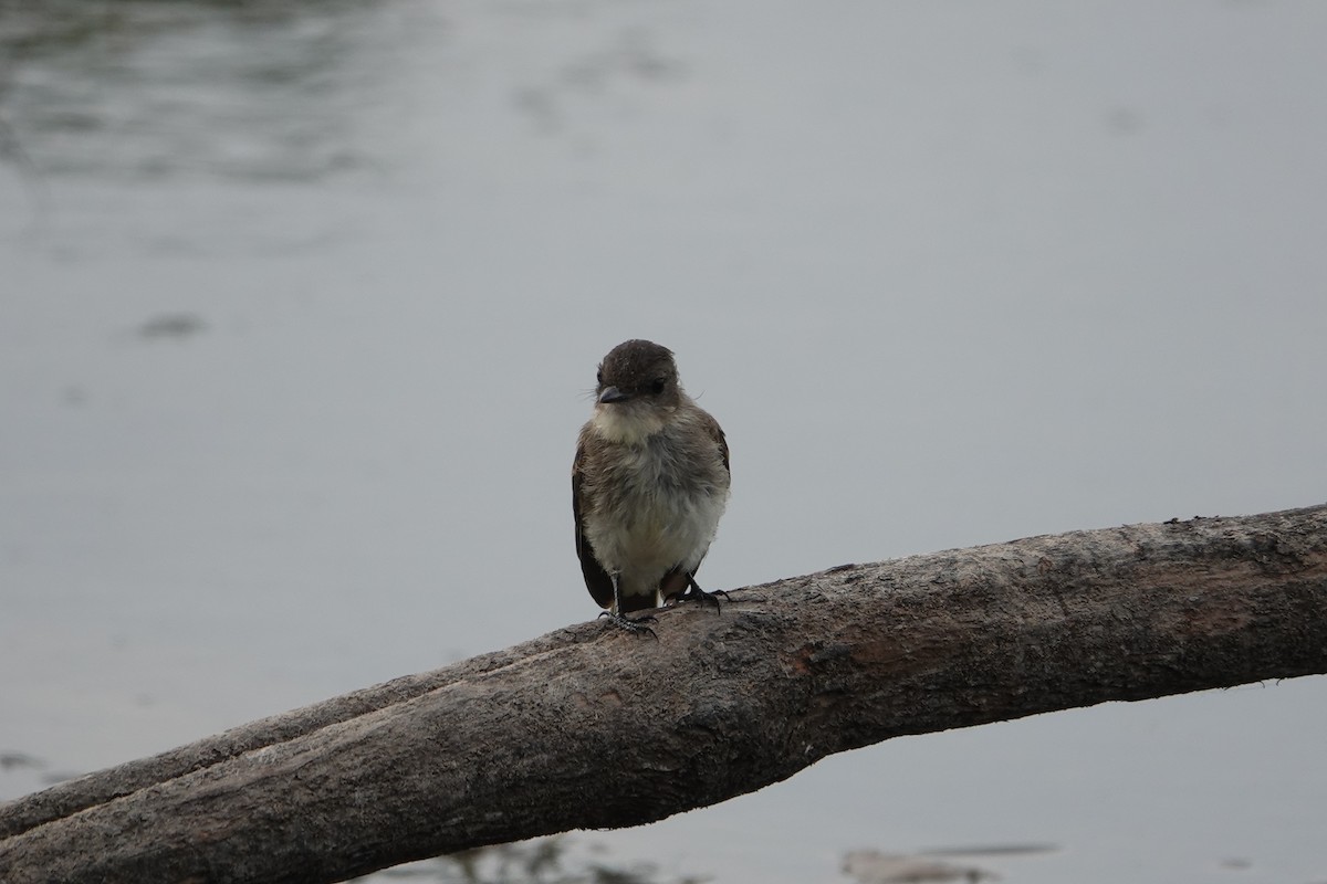 Eastern Phoebe - ML472859331