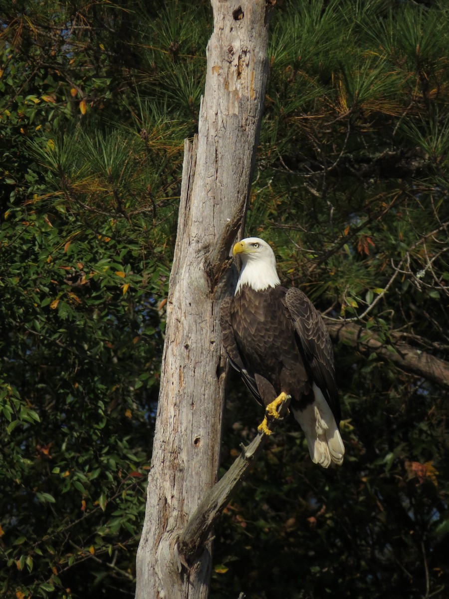 Bald Eagle - ML47285941