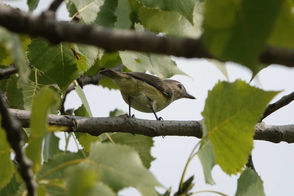 Ötücü Vireo - ML472859541