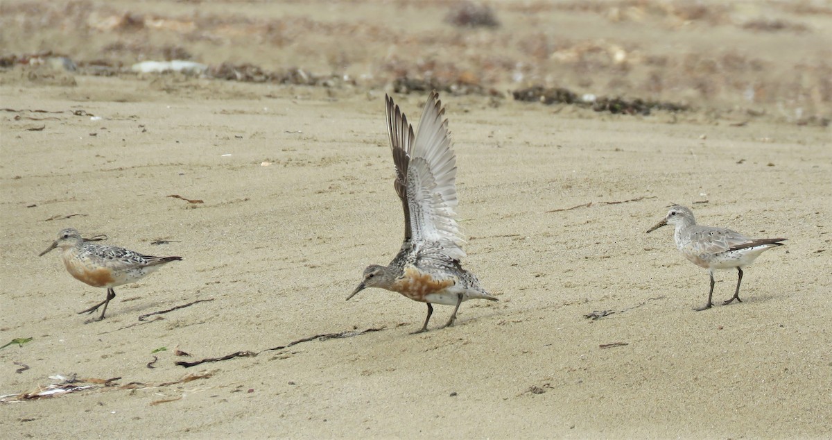 Red Knot - ML472859741