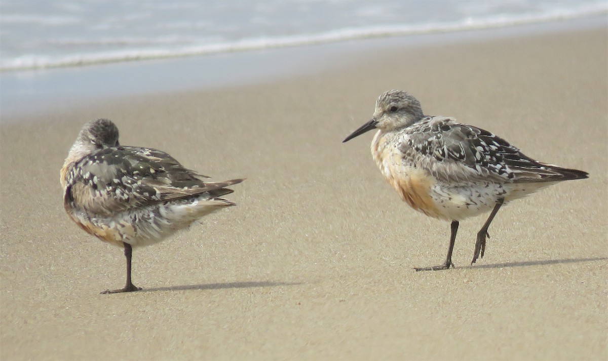Red Knot - ML472859751