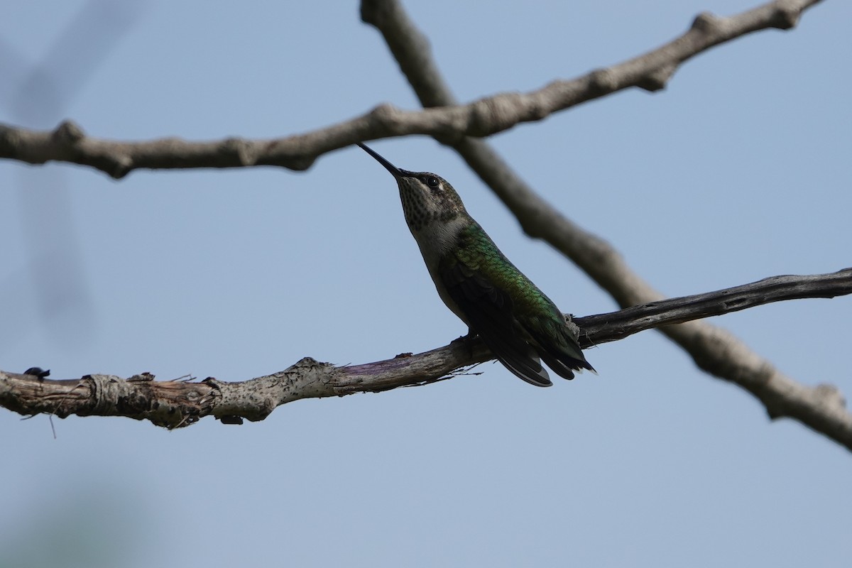 Colibri à gorge rubis - ML472859921