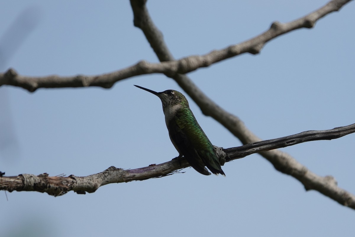 Ruby-throated Hummingbird - ML472859931