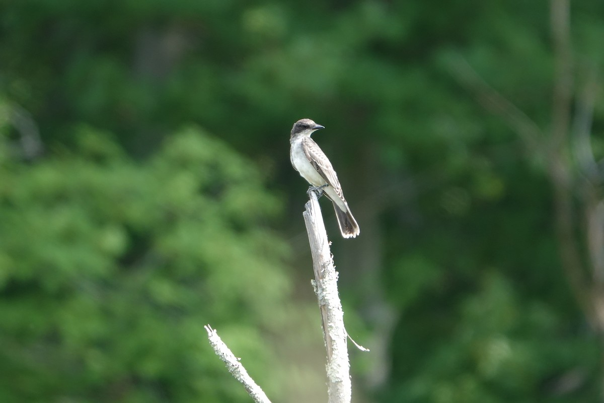 Northern Mockingbird - ML472861191