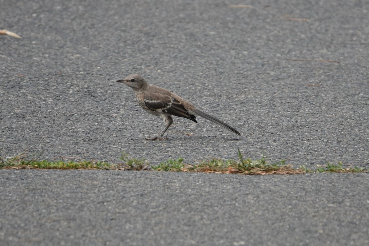 Northern Mockingbird - ML472861201