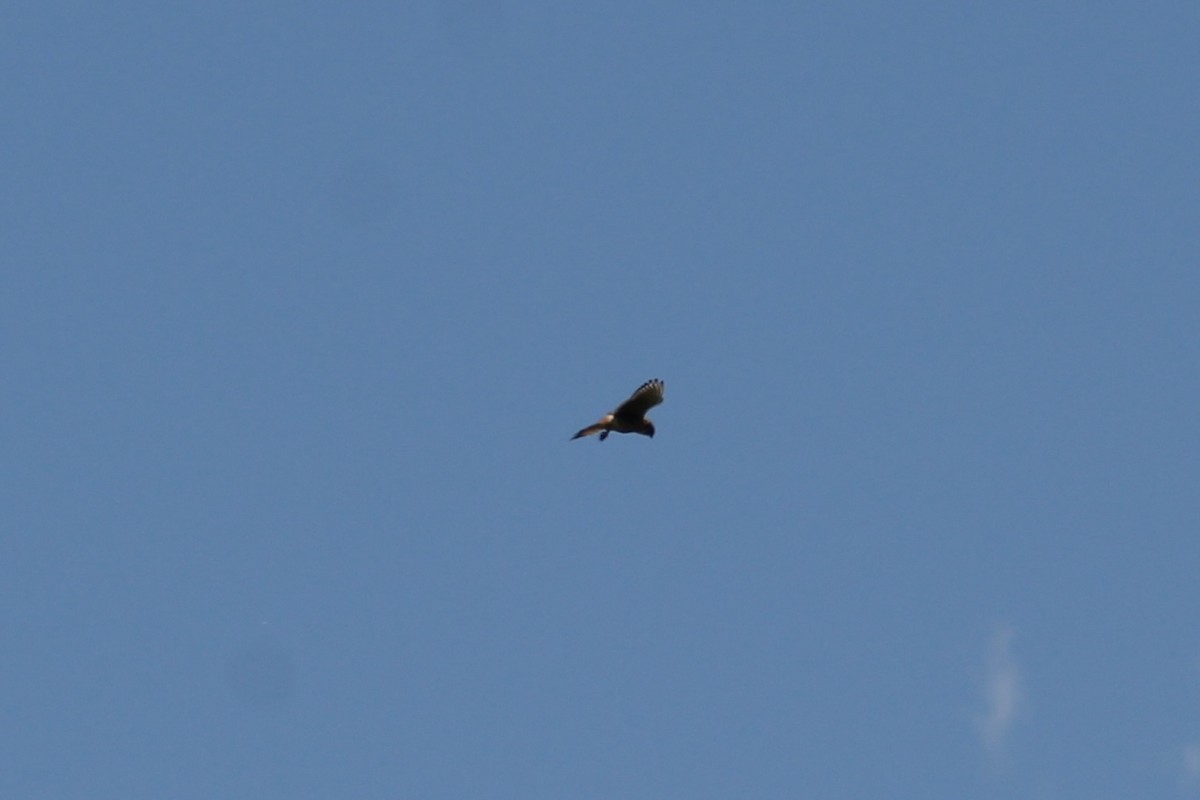 American Kestrel - ML472862691