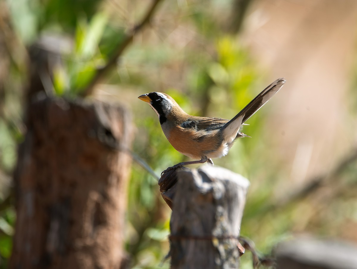 Many-colored Chaco Finch - ML472863881