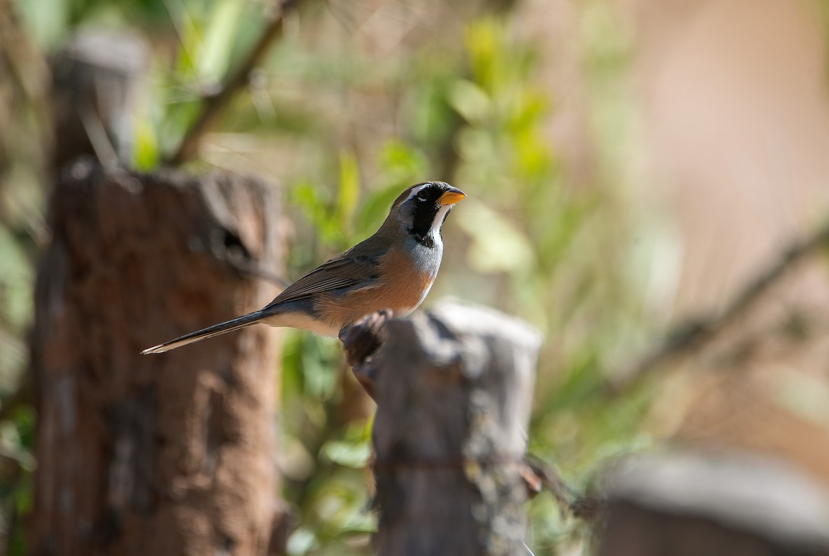 Many-colored Chaco Finch - ML472864881
