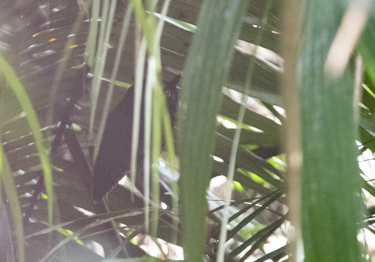 Amazon Puhucuğu - ML472866221