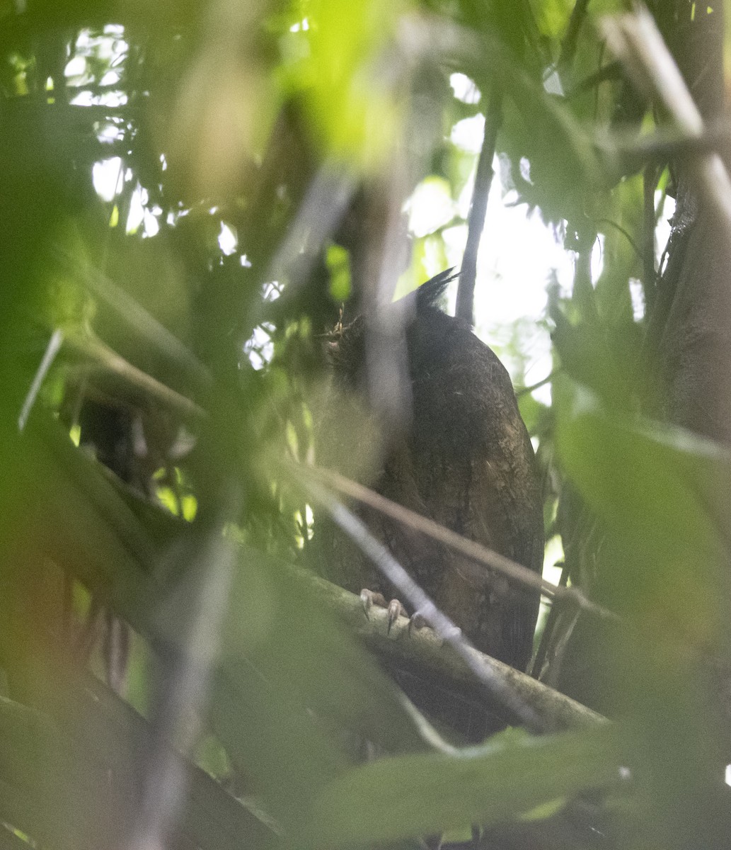 Tawny-bellied Screech-Owl - ML472866231