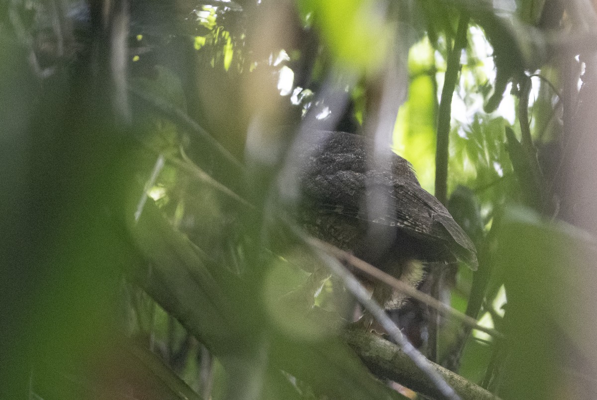 Amazon Puhucuğu - ML472866241