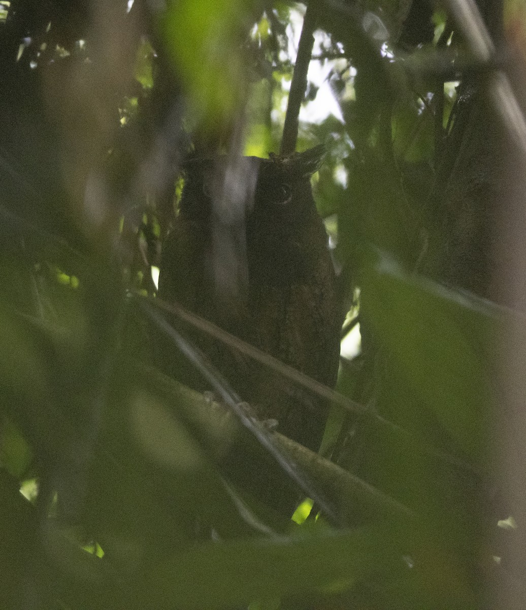 Tawny-bellied Screech-Owl - ML472866251