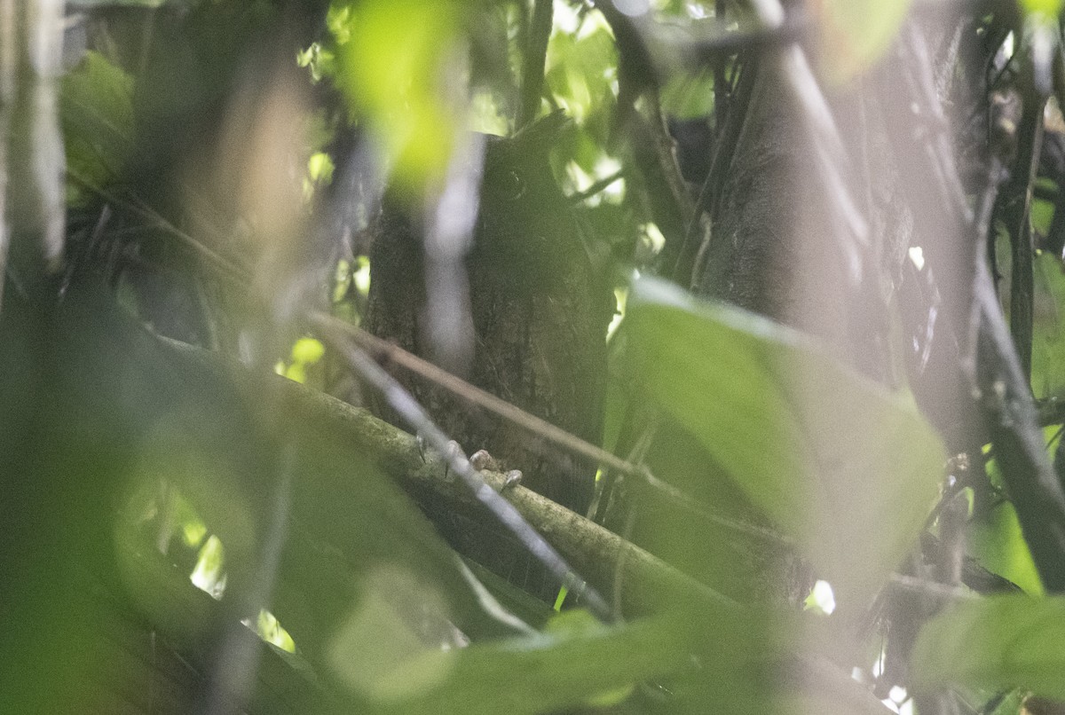 Amazon Puhucuğu - ML472866261