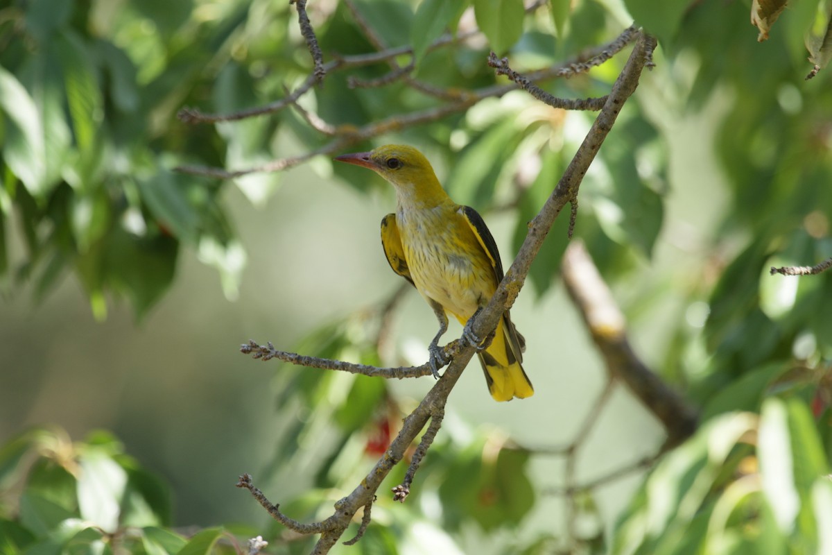 Eurasian Golden Oriole - ML472866371