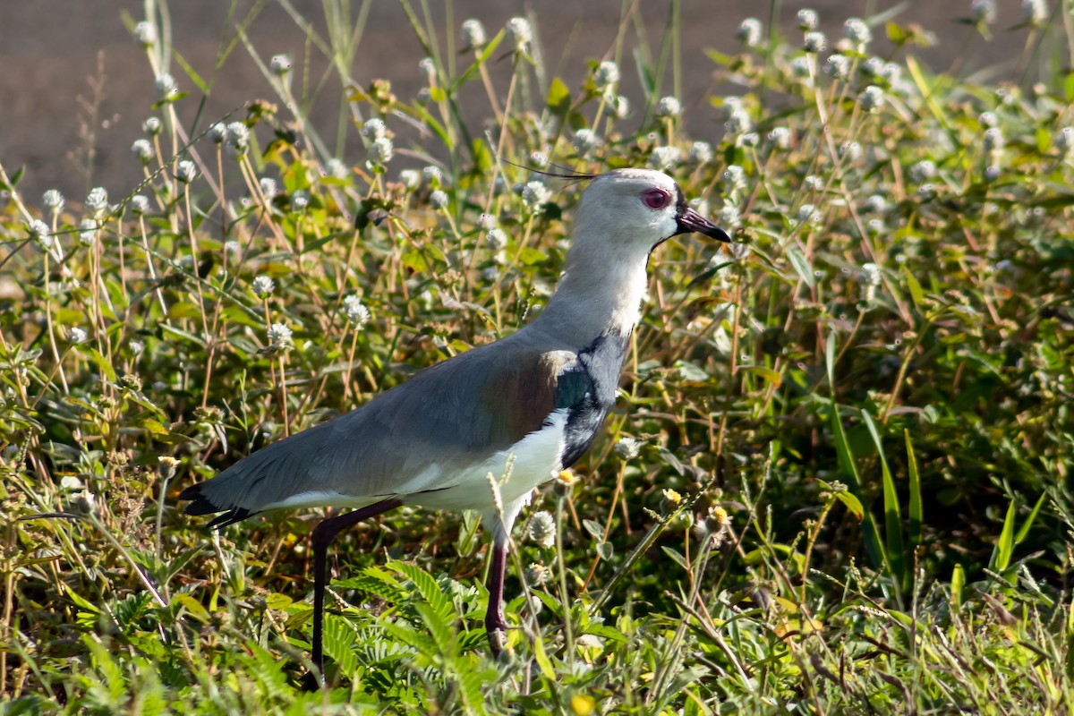 Southern Lapwing - Francisco Valdevino Bezerra Neto