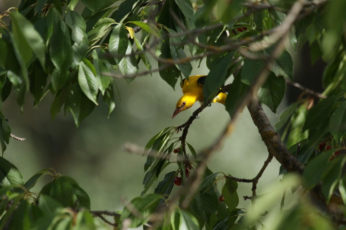 Eurasian Golden Oriole - ML472867171