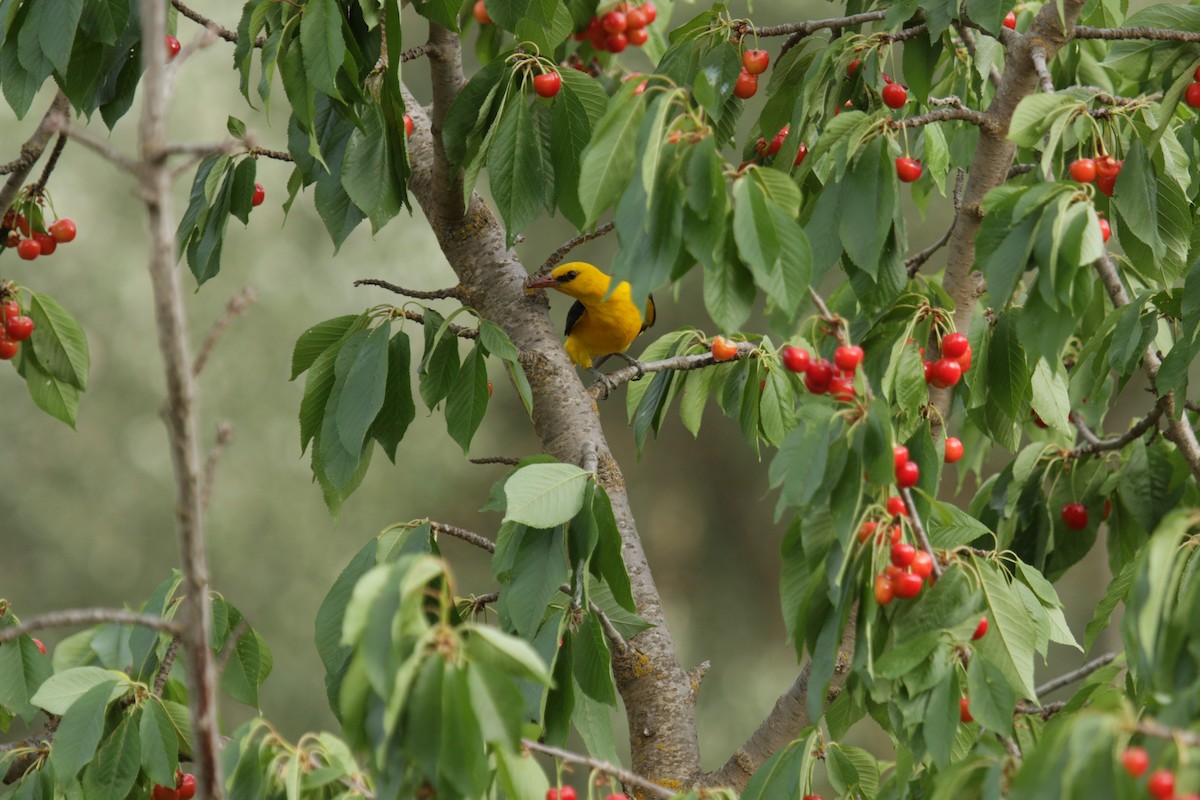 Eurasian Golden Oriole - ML472868581