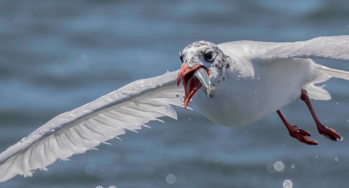 Mediterranean Gull - ML472870031