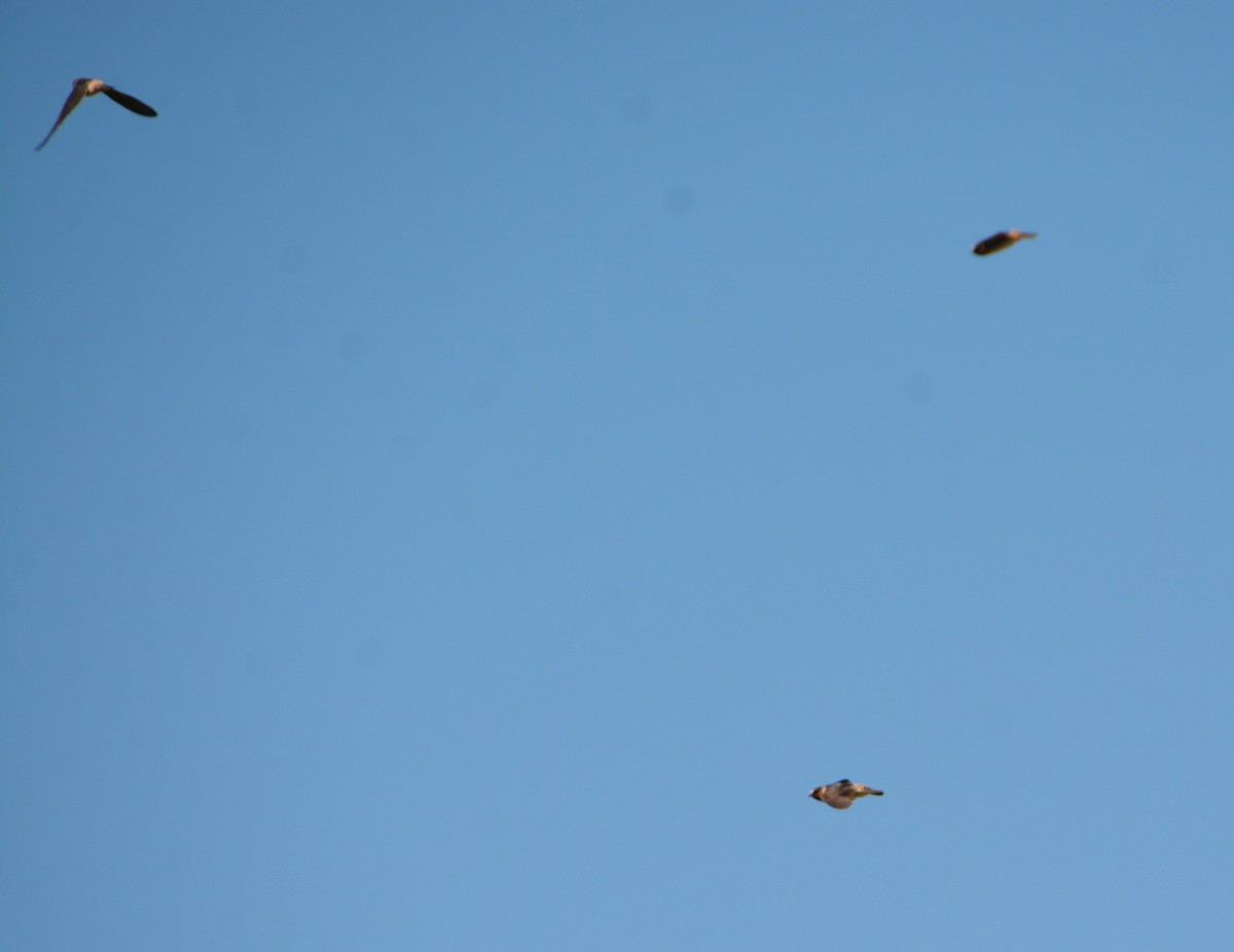 Cliff Swallow - ML472870861