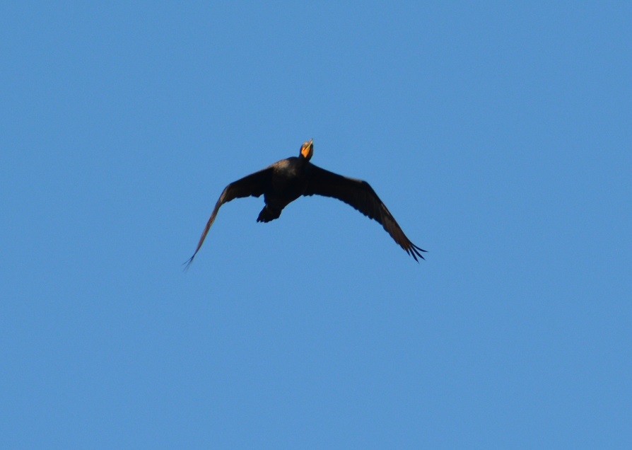 Double-crested Cormorant - ML472871211