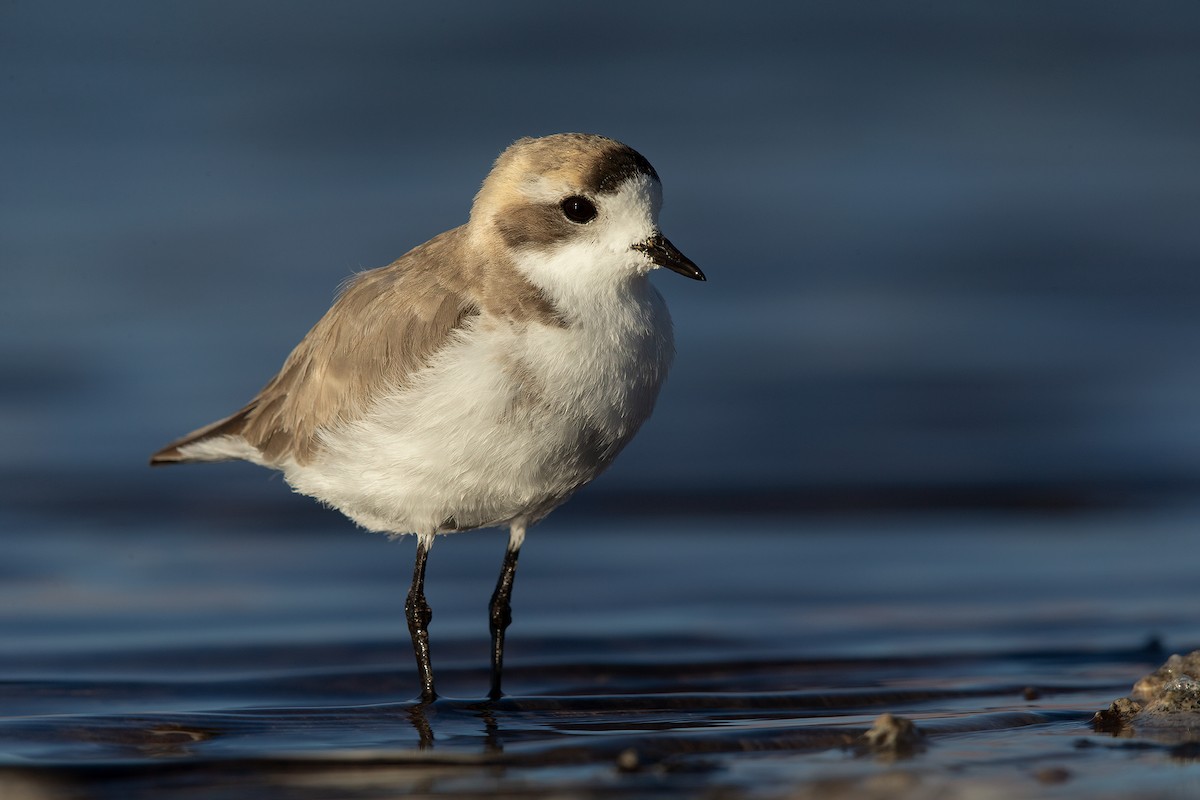 Puna Plover - ML472871391