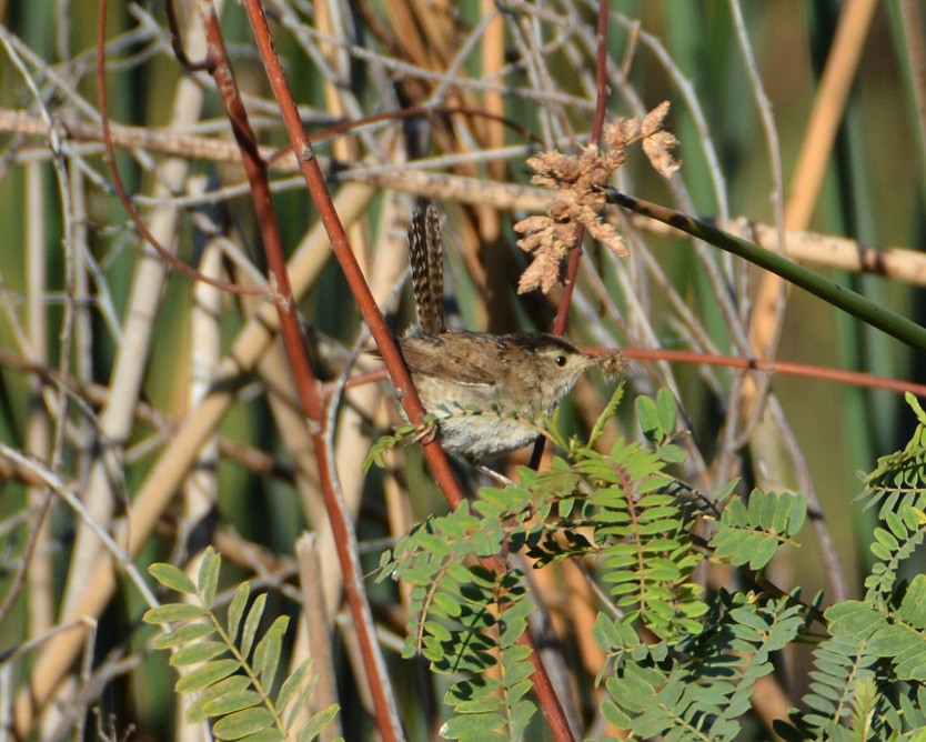 Marsh Wren - ML472871491