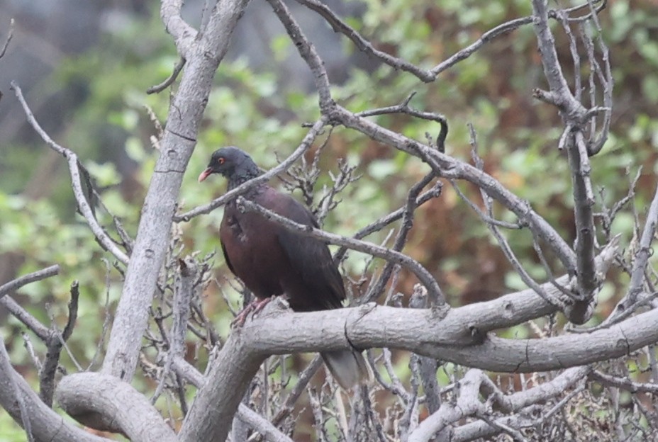 Laurel Pigeon - ML472871501