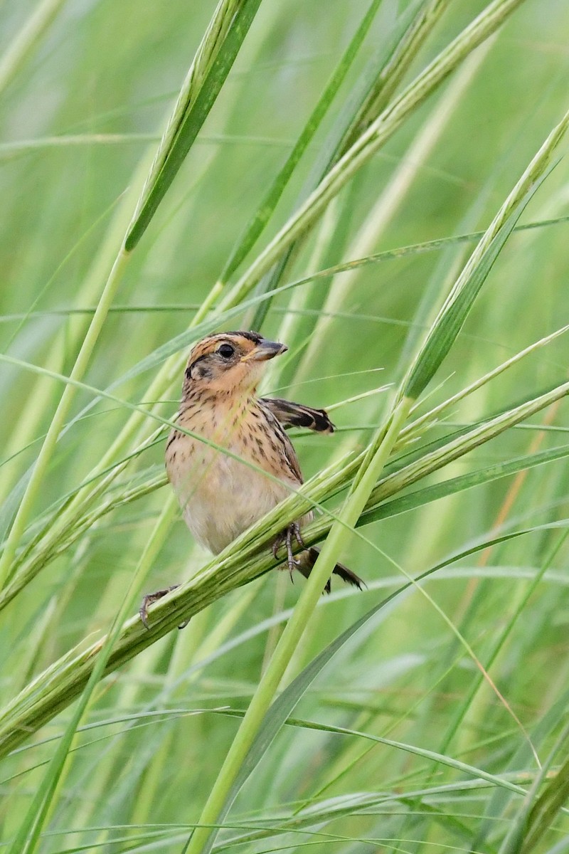 Saltmarsh Sparrow - ML472871531