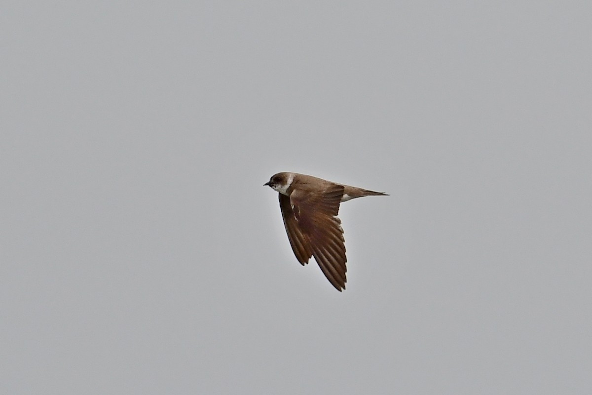 Bank Swallow - ML472872821