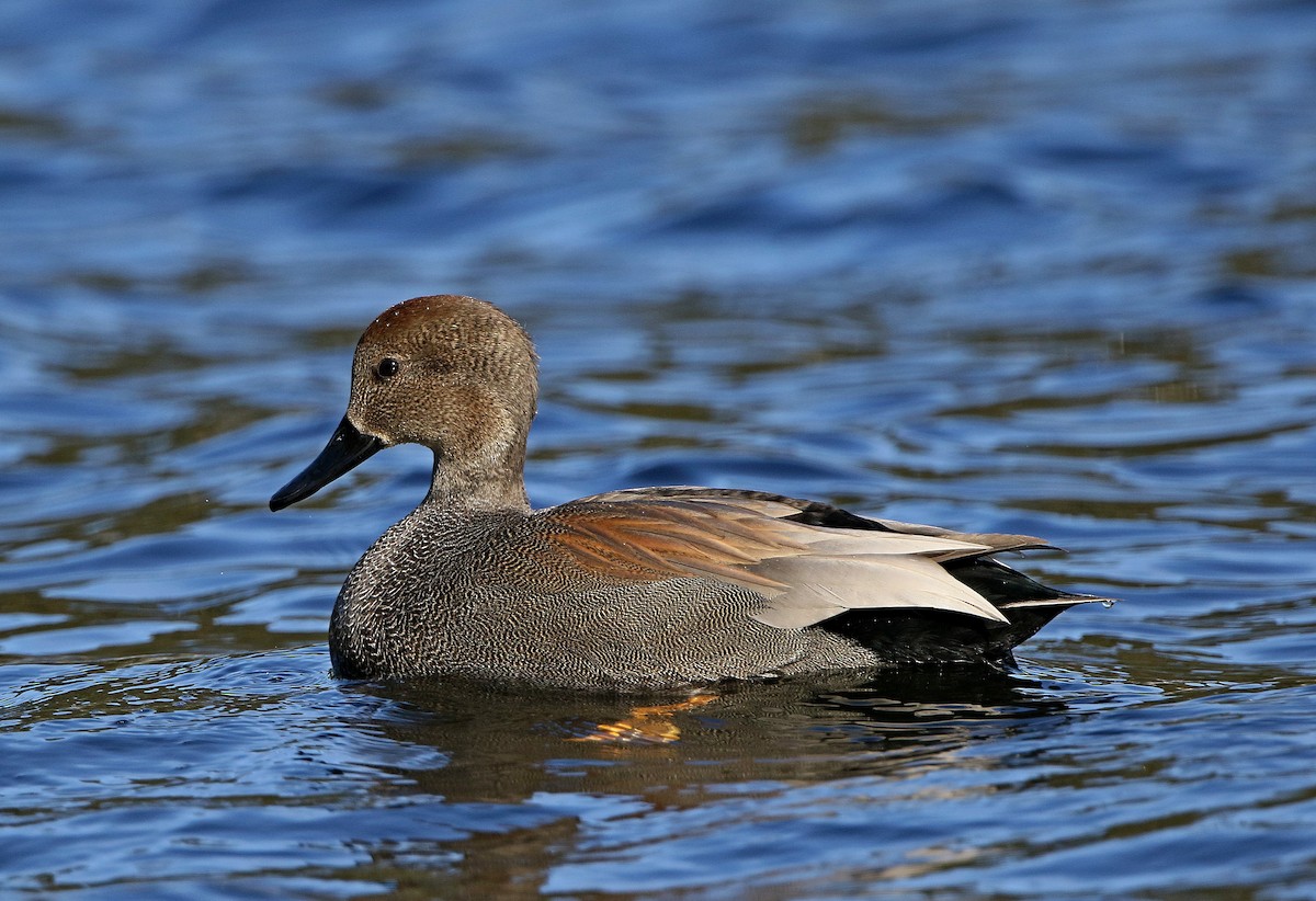 Gadwall - ML47287421